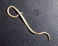 funscrape.com Lumbricoides