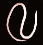 funscrape.com Lumbricoides