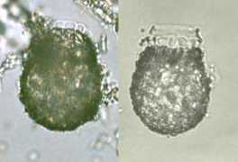 protist.i.hosei.ac.jp Luminella