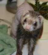cascadeferret.org Lunabelle