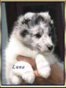 Lunah