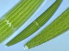 protist.i.hosei.ac.jp Lunala