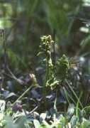 pisum.bionet.nsc.ru Lunaria