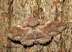 butterfliesandmoths.org Lunata