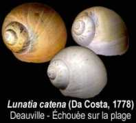 columbella.free.fr Luncat