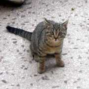 lnx.micimiao.it Lunetta