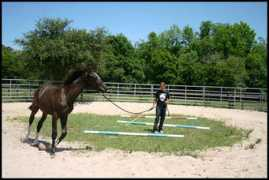 goldengael.com Lunging