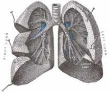 Lungs