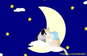 petflog.com Luniita