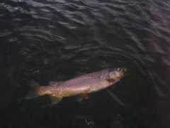 fisheyesoup.com Lunker