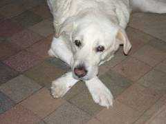 dogster.com Lunky