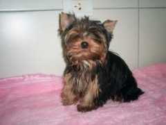 Lunna