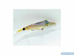reeflex.net Lunula