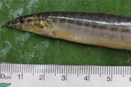 Luon