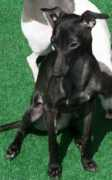 sakarikennels.com Lupicino