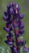 mastersandmillionaires.com Lupine