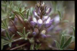 prntrkmt.org Lupine