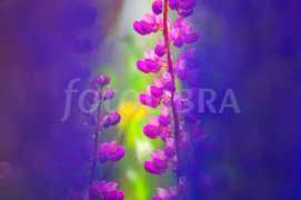 fotolibra.com Lupine