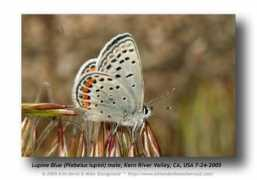 butterfly.ucdavis.edu Lupini