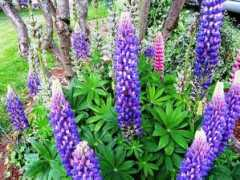 Lupins