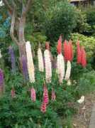 Lupins