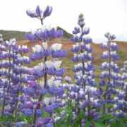 Lupins