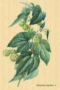 Lupulo