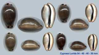 george-shells.com Lurida