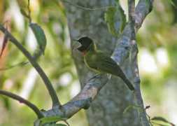 orientalbirdimages.org Lusang