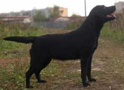 Luscha