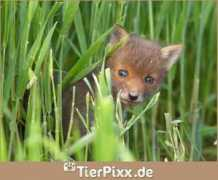 tierpixx.de Luschert