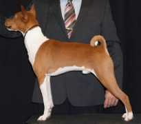 basenji-klub.org Lusengo