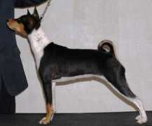 basenji-klub.org Lusengo