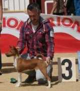 basenji-klub.org Lusengo