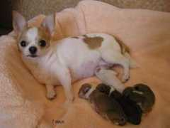 chihuahua.ru Lusika