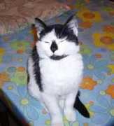 gattoamico.it Lusinda