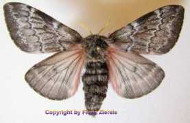 saturniidae-web.de Luski