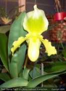 slipperorchid.com Lustroso