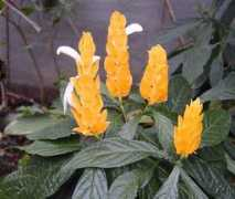 agraria.org Lutea