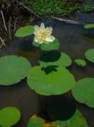 missouriplants.com Lutea
