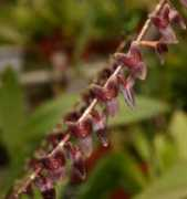 orchidspecies.com Luteria