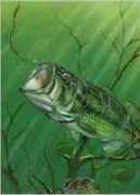 bassdozer.com Luterio