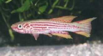 Lutete