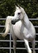 white-horse-ranch-online.de Lutfia