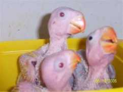 karmicaviaries.com Lutino