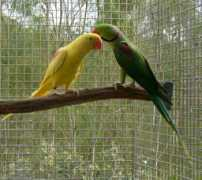 karmicaviaries.com Lutino
