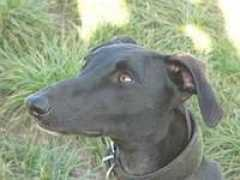 nord-galgos-erfolge.de Lutsia