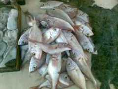 selindream.it Luvari