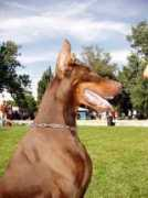 dobermann.ru Luvira