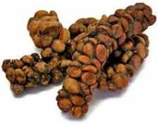 Luwak